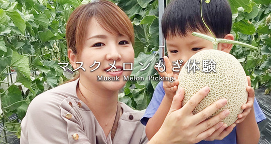 メロンもぎ体験 - 赤ずきんちゃんのおもしろ農園