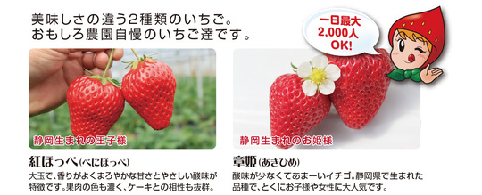 いちごつみ体験 - 赤ずきんちゃんのおもしろ農園